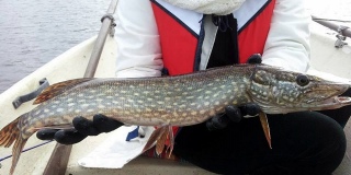 Hauki 1,86 kg