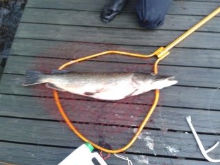 Hauki 4,80 kg