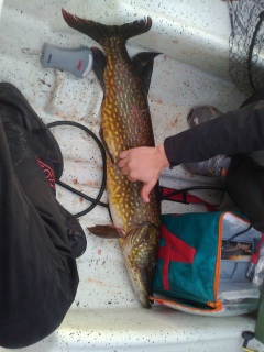 Hauki 7,20 kg