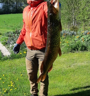 Hauki 7,60 kg
