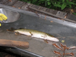 Hauki 600 g