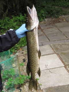 Hauki 1,85 kg