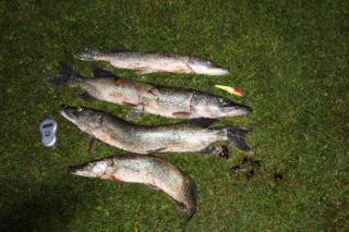 Hauki 4,21 kg