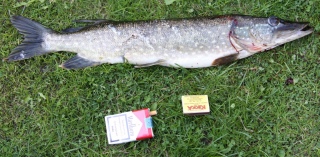 Hauki 1,53 kg