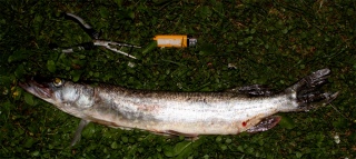 Hauki 1,25 kg