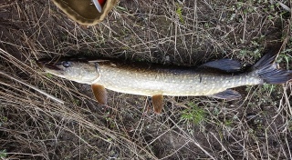 Hauki 1,40 kg