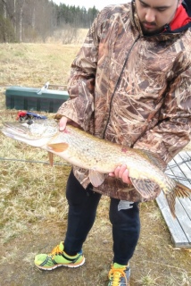 Hauki 8,29 kg