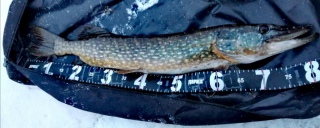 Hauki 3,19 kg
