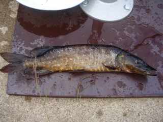 Hauki 650 g