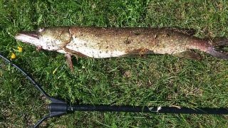 Hauki 1,81 kg