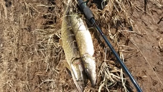 Hauki 2,23 kg