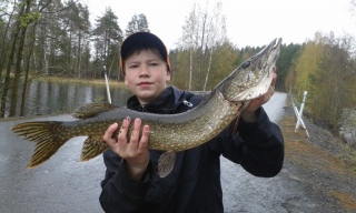 Hauki 1,95 kg