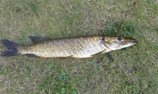 Hauki 1,22 kg