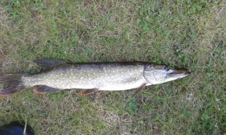 Hauki 1,18 kg