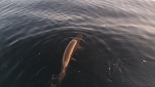 Hauki 5,05 kg