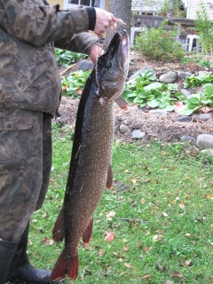 Hauki 10,20 kg