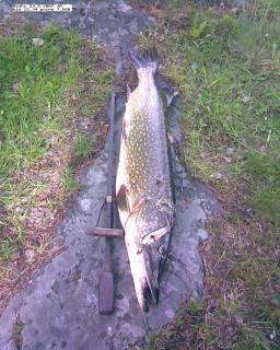 Hauki 7,50 kg