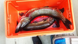 Hauki 2,56 kg