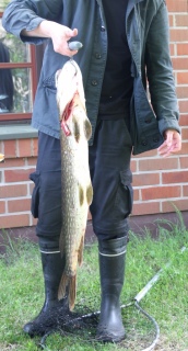 Hauki 4,96 kg