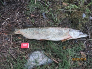 Hauki 1,74 kg