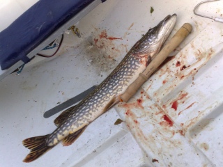 Hauki 4,25 kg