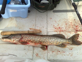 Hauki 3,23 kg