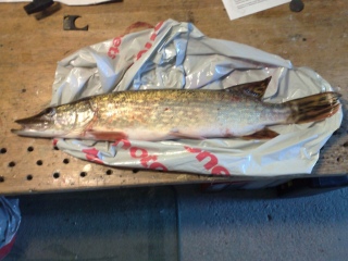 Hauki 1,25 kg