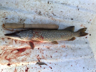 Hauki 2,25 kg