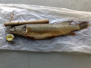 Hauki 3,38 kg