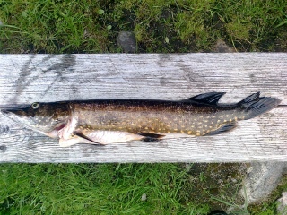 Hauki 2,00 kg