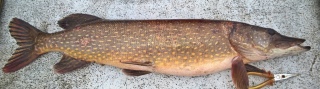 Hauki 5,30 kg
