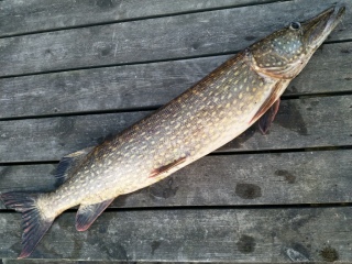 Hauki 6,50 kg