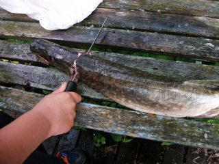 Hauki 1,60 kg