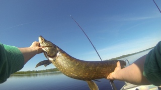 Hauki 4,26 kg