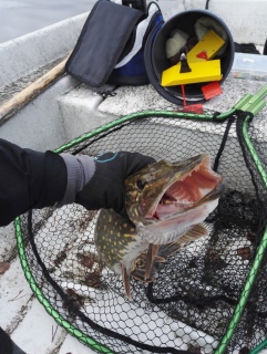 Hauki 2,10 kg