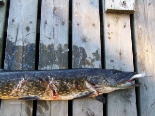 Hauki 1,50 kg