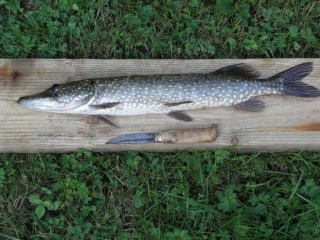 Hauki 1,25 kg