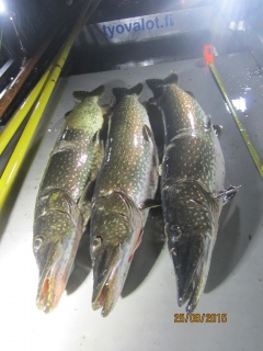Hauki 5,18 kg