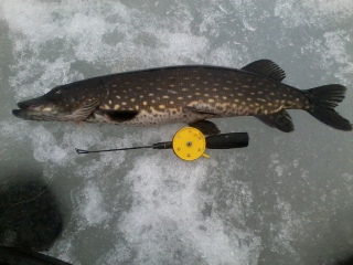 Hauki 1,91 kg