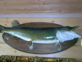 Hauki 8,50 kg