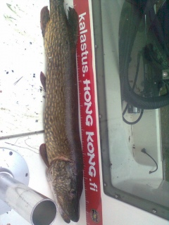 Hauki 8,10 kg