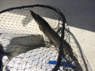 Hauki 1,09 kg