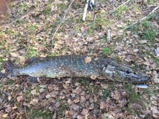 Hauki 6,50 kg