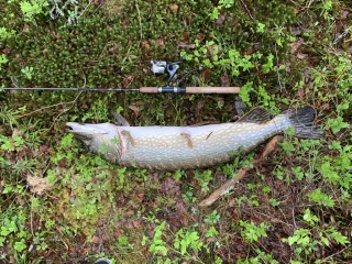 Hauki 9,17 kg