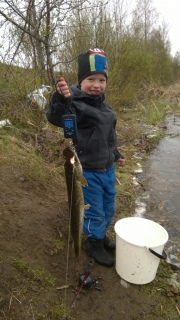 Hauki 1,11 kg