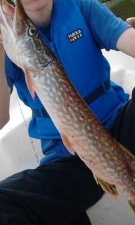 Hauki 1,25 kg