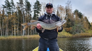 Hauki 4,50 kg