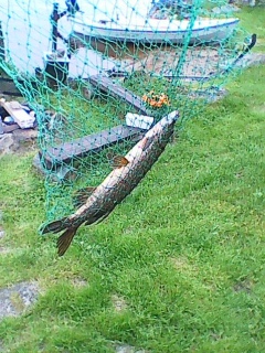 Hauki 1,39 kg