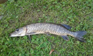 Hauki 1,12 kg