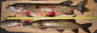 Hauki 1,60 kg